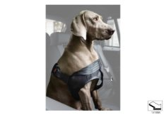 bmw 03_3069 Безопасная шлейка для собак
